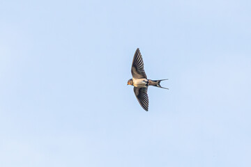 swallow in flight