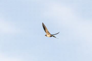 swallow in flight