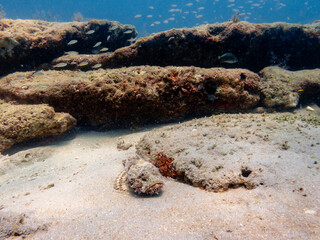 scorpion fish hiding in coral reef