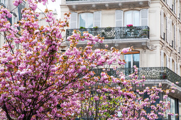 Fototapeta na wymiar Paris : cerisier rose en fleurs