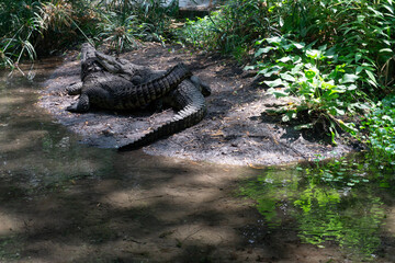 alligator in the fauna