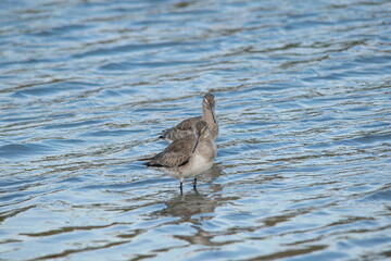 Godwit fishing in the blue lake Animals in the wild 