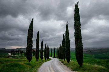 Cypress trees along a road in Tuscany, Italy.