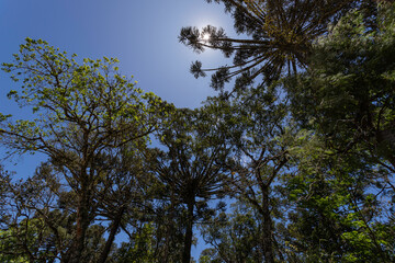 Typical tree from southern Brazil. It grows in high and cold places. With the scientific name of Araucaria angustifolia. Photo taken in Rio Azul, Parana, Brazil...