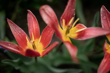 close up of a red and yellow tulip 