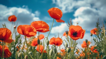 Plakat Red poppy flowers against the blue sky. Generative AI