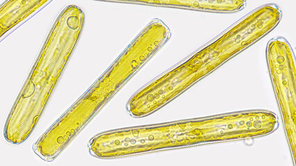 Pinnularia sp. a freshwater phytoplankton belonging diatom group, under microscope. 400x...
