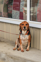 beagle dog sitting on the ground