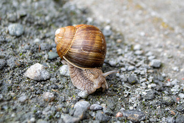 Roman Snail - Helix pomatia, common snail from European gardens and meadows, Czech Republic. High quality photo