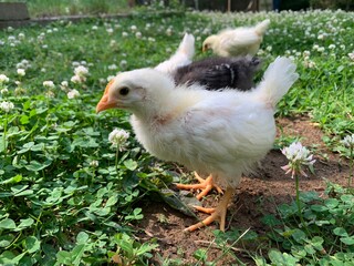 chick in the grass