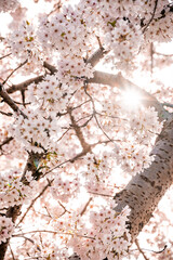 The sun shines through the pink cherry blossoms, bright spring colors