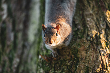 Naklejka na ściany i meble The squirrel sat up in the tree and stared at the audience