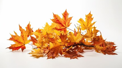 Gleaming Foliage of Autumn Maple Tree against Bright White Background, Generative AI