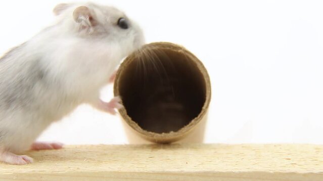 A curious mouse sniffs, searches and runs away. A white hamster runs tunnel 