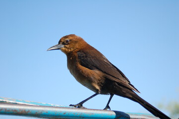 Fauna em Everglades, Florida