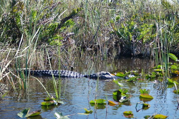 Fauna em Everglades, Florida