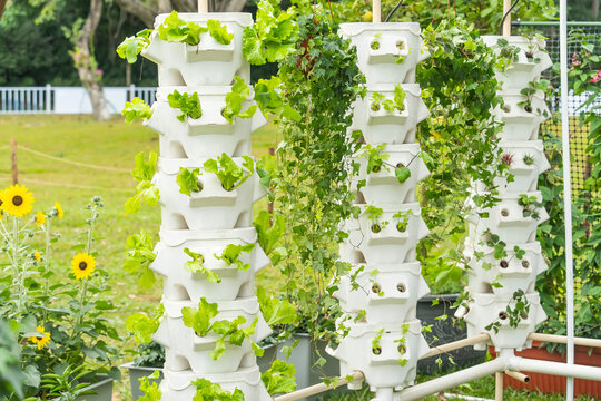 Fresh organic green leaves lettuce salad plant in hydroponics vegetables farm system