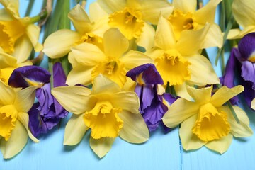 Obraz na płótnie Canvas Beautiful yellow daffodils and iris flowers on light blue wooden table, closeup