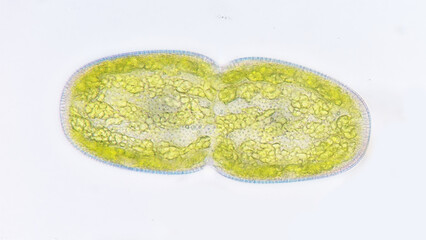 Freshwater microalgae belonging to desmid group, Cosmarium turgidum or also known as Actinotaenium turgidum. Focus stacking image