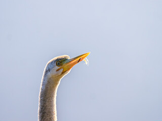 Darter Head Shot