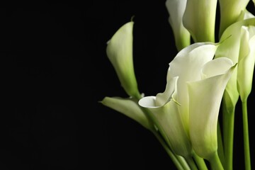 Beautiful calla lily flowers on black background, closeup. Space for text
