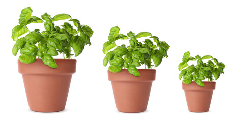 Basil growing in pots isolated on white, different sizes