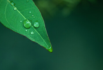 ..Water drop on rainbow eucalyptus leaves on nature background.