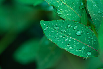 ..Water drop on rainbow eucalyptus leaves on nature background.