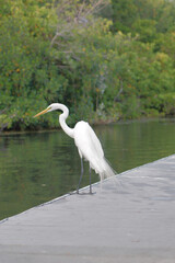 White Egret Bird looking left while on a dock beside water. Sunny day with green mangroves and trees in the background. S Curve neck on bird.