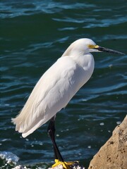 Beautiful heron by the sea 