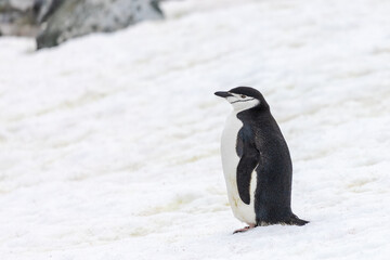 Fototapeta na wymiar Chinstrap Penguins (Pygoscelis antarcticus) in Antarctica