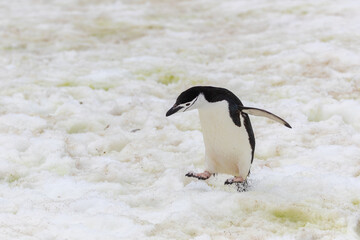 Fototapeta premium Chinstrap Penguins (Pygoscelis antarcticus) in Antarctica