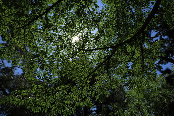 Fototapeta premium 新緑の息吹（Breath of fresh green）