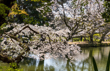 Ritsurin Garden in Takamatsu City, Kagawa Prefecture, Japan, one of the most famous Japanese historical gardens.