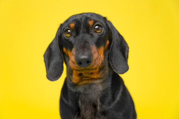 Small, cute, defenseless serious puppy on yellow background looks attentively. Dog with pedigree from thoroughbred kennel. Portrait of smart chubby funny pet. Ad for veterinary clinic, dog products
