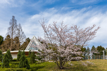Beautiful Sakura blossoms during the spring season in the park. Narita, Japan