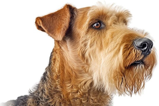 エアデール・テリアのイメージ - image of Airedale_terrier - No3 Generative AI