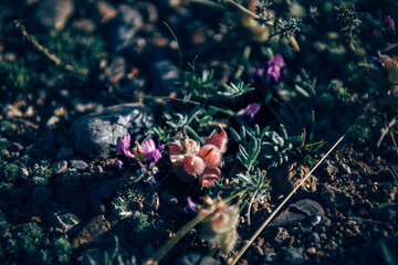 Mountain floral background. Plants on a rock face.