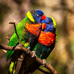 Colorful birds