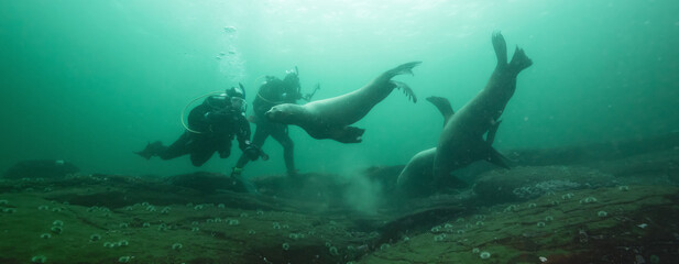 Sea Lions interacting with Scuba Divers Underwater in the Pacific Ocean on the West Coast. Hornby Island, British Columbia, Canada.