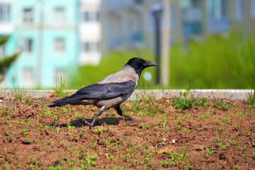 Hooded crow walking on lawn in the city in the springtime,