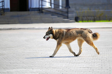 lost dog walking in the city