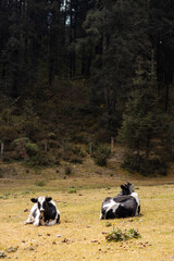 Couple of cows lying in the meadow. Into the woods