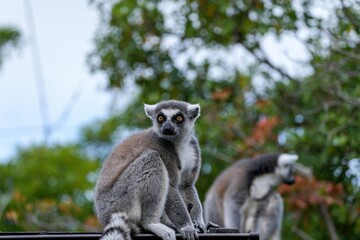 周囲を警戒するワオキツネザル