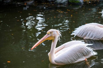 のんびり泳ぐモモイロペリカン