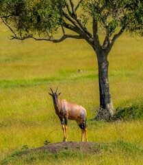 A Topi antelope standing on a termite mound.  The topi is a highly social and fast antelope subspecies of the common tsessebe.