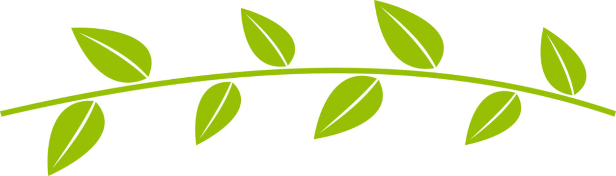 The leaf png image for eco or bio concept
