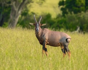 A Topi antelope in the maasai mara savannah, Kenya - obrazy, fototapety, plakaty