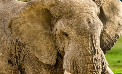 A closeup of a bull elephant in the tall grass of the maasai mara savanah, kenya.