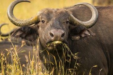 African cape buffalo in the tall green gras of the savannah, maasai mara reservs, Kenya
